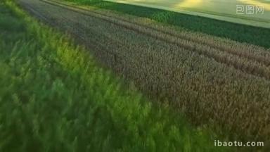 农业用地的风景秀丽的麦田。谷物场天线